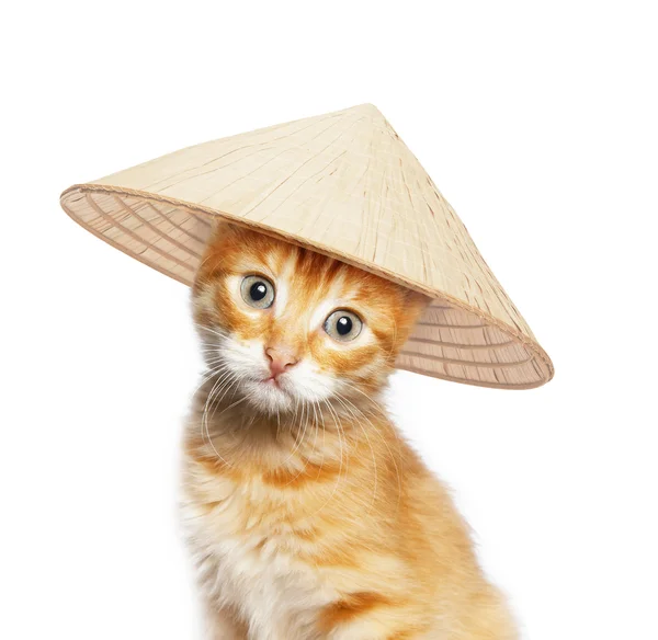 Gato rojo en asiático cónico sombrero — Foto de Stock