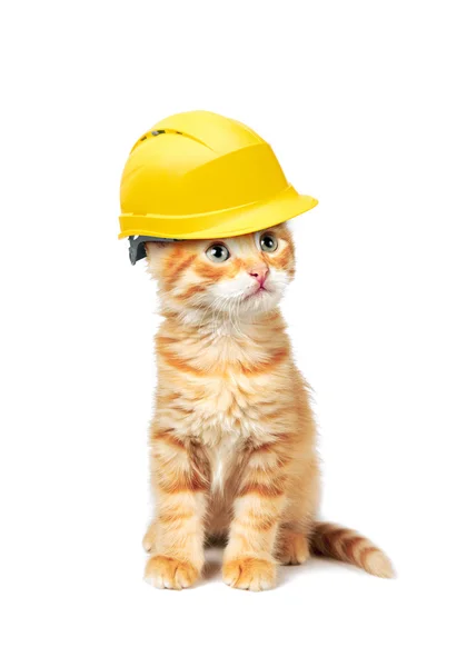 Red cat with helmet — Stock Photo, Image