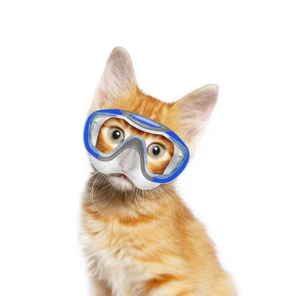 Gatto rosso con maschera per immersioni — Foto Stock