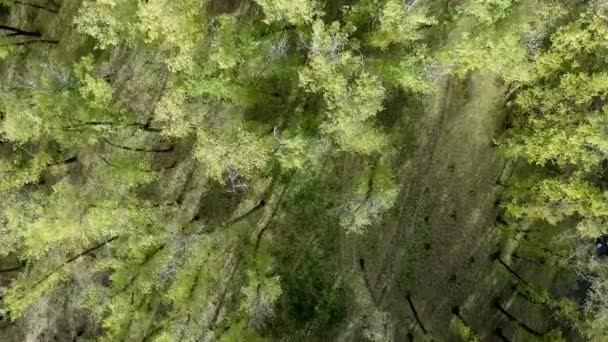 Flug über die Bäume — Stockvideo
