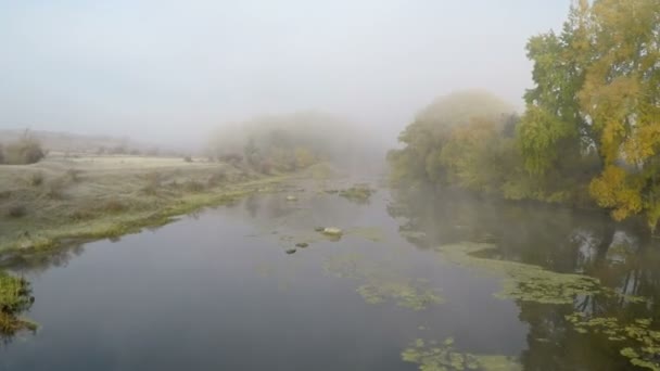 在河流和树木在雾中飞行 — 图库视频影像