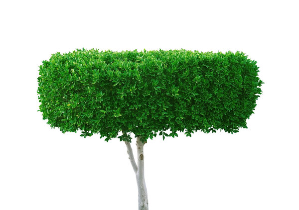 Green tree on white