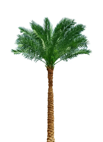 Palmiye ağacı üzerinde beyaz — Stok fotoğraf