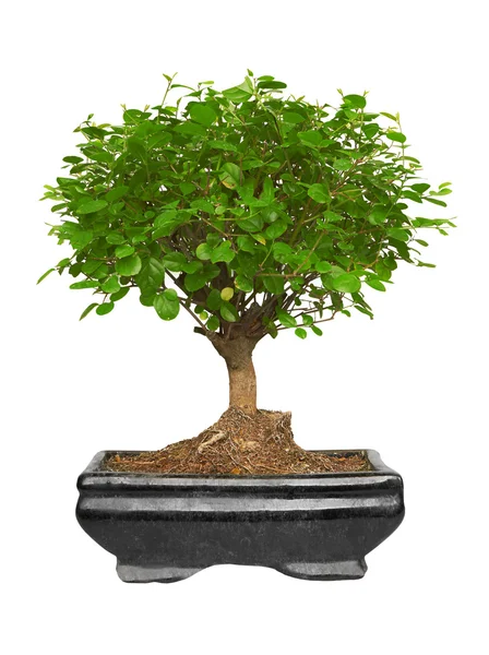 Bonsai árvore em um pote de cerâmica — Fotografia de Stock