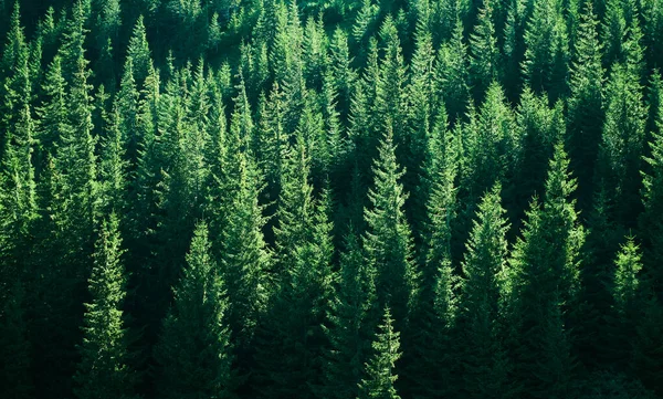 Montagnes Avec Forêts Carpates Ukraine Europe — Photo