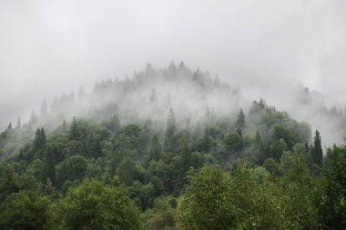 Ormanlı Karpatlar Dağları