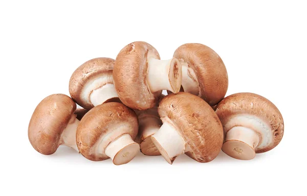 Champignon-Pilz — Stockfoto