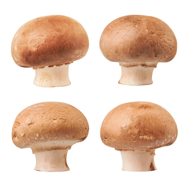 Champignon-Pilz — Stockfoto