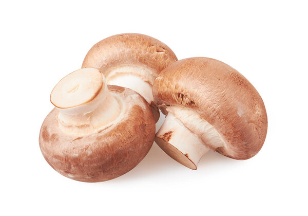 Champignon Mushroom