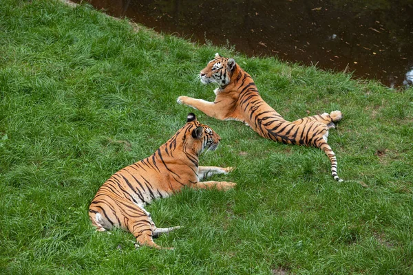 Два бенгальских тигра лежат на зеленой траве. — стоковое фото