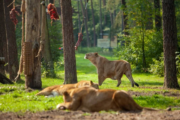Львы в сафари-парке едят мясо, оставленное для них — стоковое фото