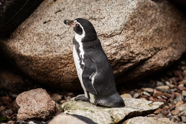 Afrikanischer Pinguin steht auf den Felsen. — Stockfoto