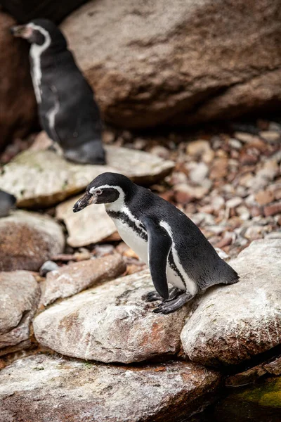 岩の上のアフリカペンギンのペア. — ストック写真