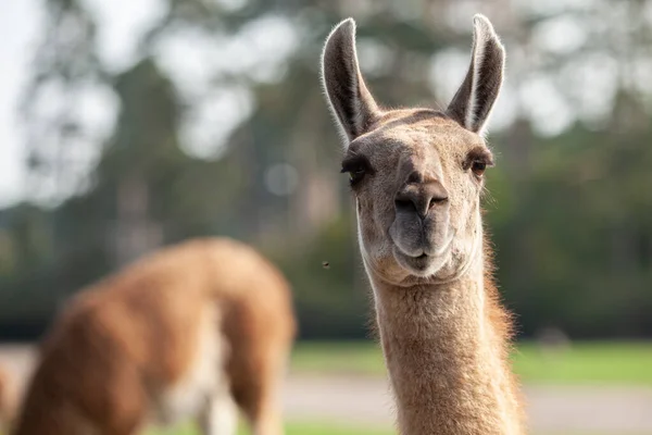 Portrait of a brown llama with a very long neck — Stock Photo, Image