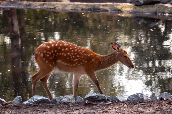 Veado fêmea manchado ou Chital fica perto da água. — Fotografia de Stock