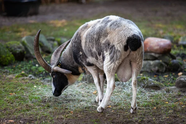 A goat with large horns grazes on a green meadow. — Stock Photo, Image