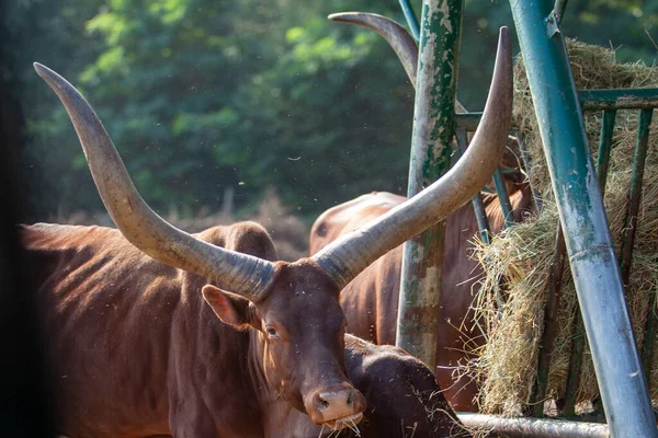 Βοοειδή Watusi με τεράστια κέρατα τρέφονται με σανό στη γούρνα Φωτογραφία Αρχείου