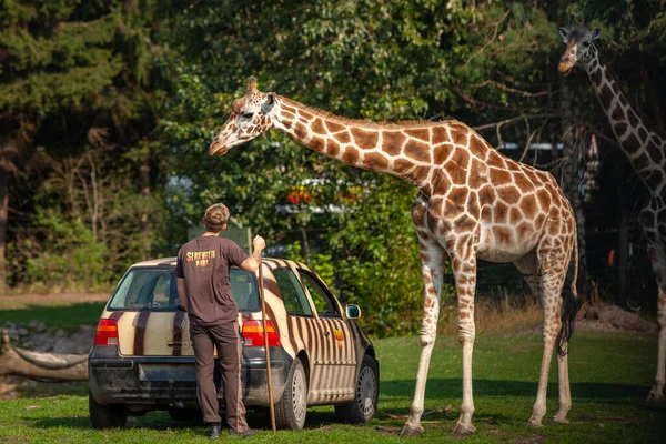 A giraffe and a worker at the Serengeti park zoo in Germany — Stock Photo, Image
