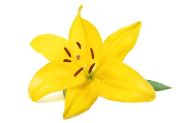 Beyaz arka planda sarı bir zambak çiçeği.