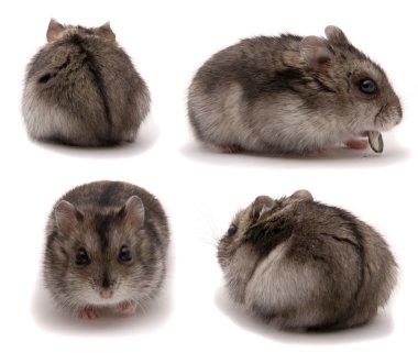 Küçük cüce hamster. Stüdyo beyaz arka plan ayarla