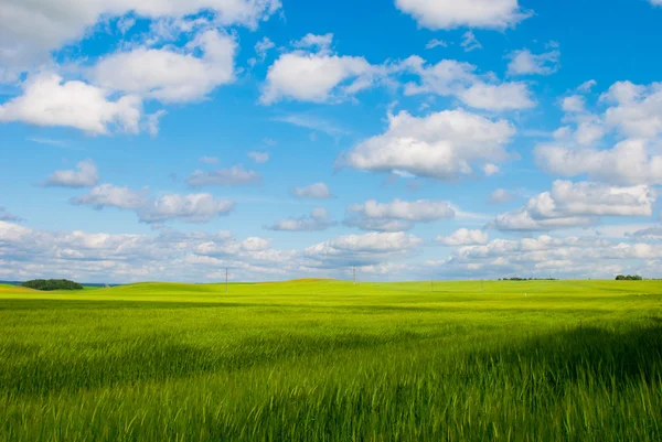Green field and blue sky — Stock Photo, Image