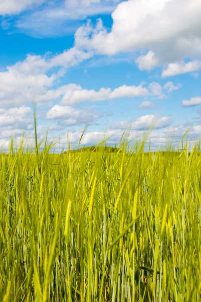 Groen veld en blauwe lucht Rechtenvrije Stockfoto's