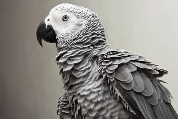 Perroquet gris africain — Photo