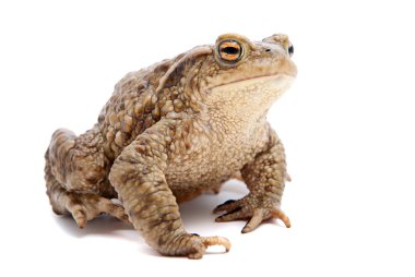 Bufo bufo. beyaz zemin üzerinde ortak (Avrupa) kurbağa.