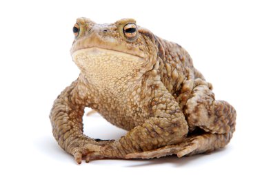 Bufo bufo. beyaz zemin üzerinde ortak (Avrupa) kurbağa.