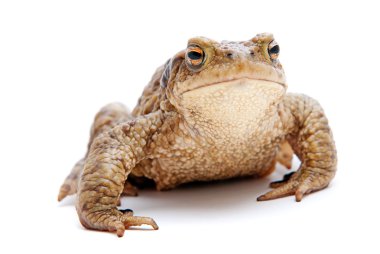 Bufo bufo. beyaz zemin üzerinde ortak (Avrupa) kurbağa.