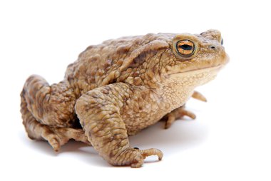 Bufo bufo. beyaz zemin üzerinde ortak (Avrupa) kurbağa.
