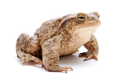Bufo bufo. beyaz zemin üzerinde ortak (Avrupa) kurbağa.