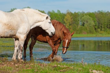 iki at su bahar arka plan üzerinde oynamak