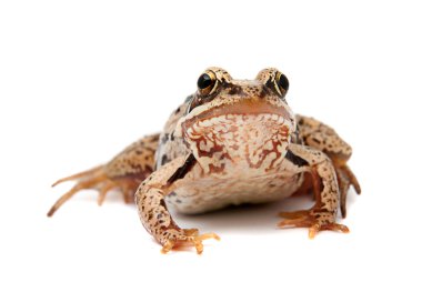 Rana temporaria. beyaz zemin üzerinde çim kurbağa.