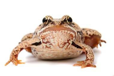 Rana temporaria. beyaz zemin üzerinde çim kurbağa.