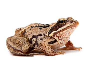 Rana temporaria. beyaz zemin üzerinde çim kurbağa.