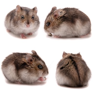 Küçük cüce hamster. Stüdyo beyaz arka plan ayarla