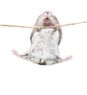 Little dwarf hamsters on a rope. Studio white bacground clipart