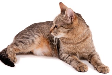 ?, stüdyo beyaz arka plan üzerinde