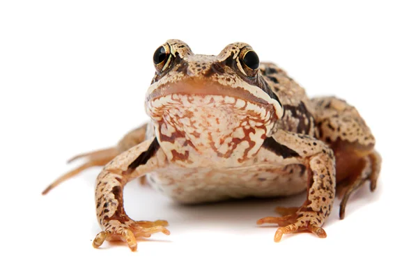 Rana temporaria. Grasfrosch auf weißem Hintergrund. — Stockfoto