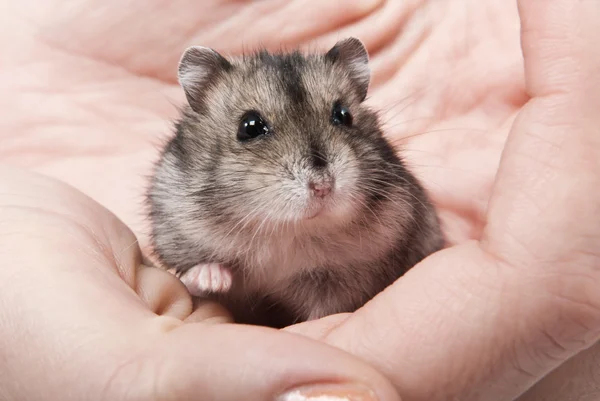 Little dwarf hamster on womans hands — Stock Photo, Image