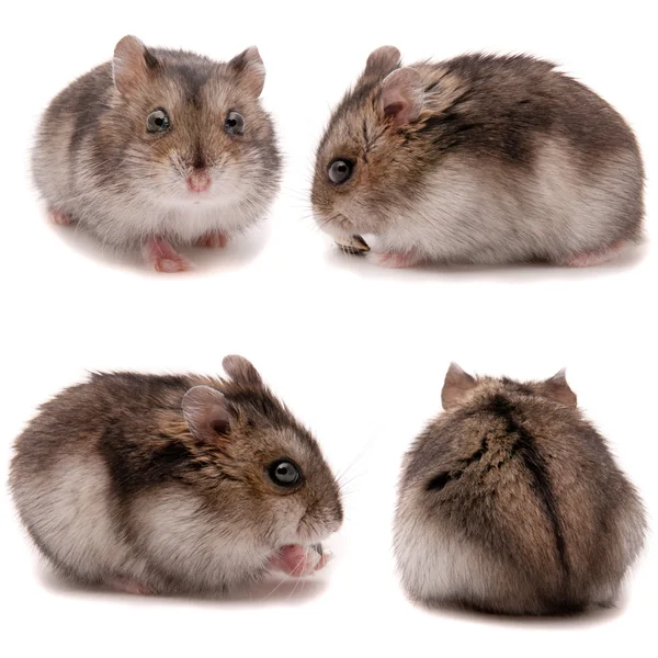 Kleine dwerg hamster. Instellen op studio witte achtergrond — Stockfoto