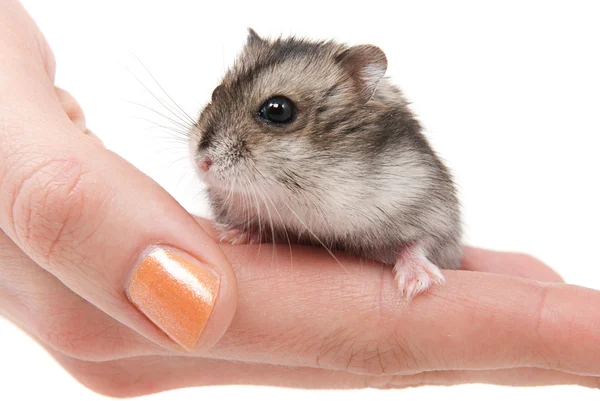 Little dwarf hamster on womans hands — Stock Photo, Image