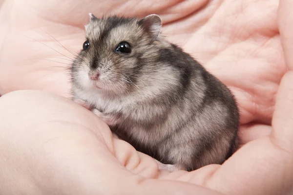 Little dwarf hamster on womans hands — Stock Photo, Image