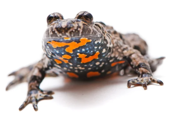 Bombina Bomina. Crapaud européen au ventre de feu sur fond blanc . — Photo