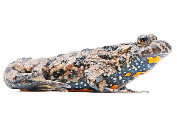 Bombina bombina. European Fire-bellied toad on white background. — Stock Photo, Image