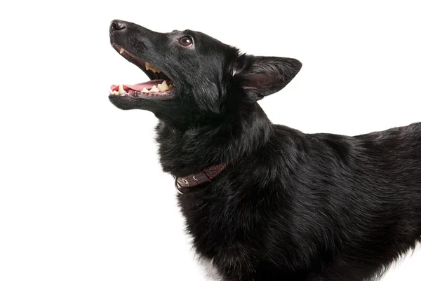 Retrato de perro negro sobre fondo blanco estudio —  Fotos de Stock