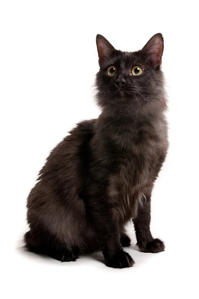 スタジオ白い背景に黄色の目を持つ美しい黒猫 — ストック写真