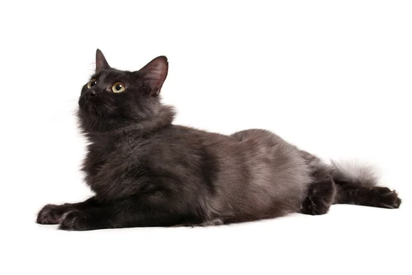 スタジオ白い背景に黄色の目を持つ美しい黒猫 — ストック写真