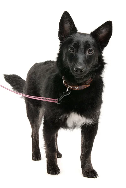 Retrato de perro negro sobre fondo blanco estudio —  Fotos de Stock